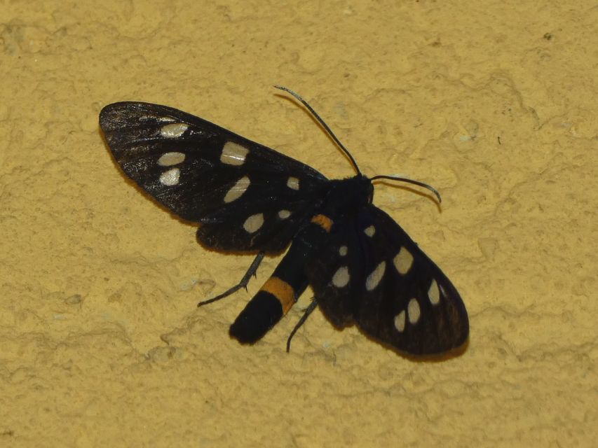 Amata phegea - fehérpettyes álcsüngőlepke