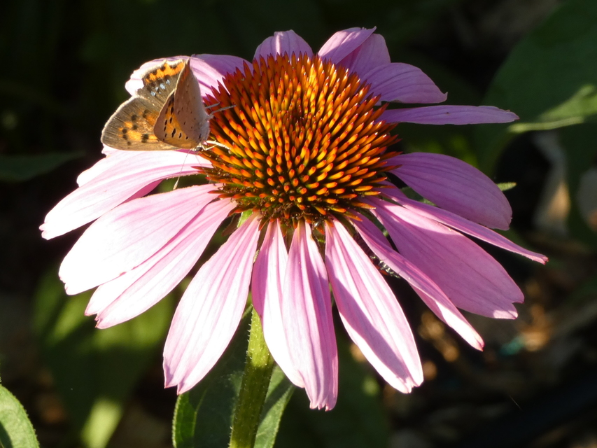 Lycaena phlaeas - közönséges tűzlepke