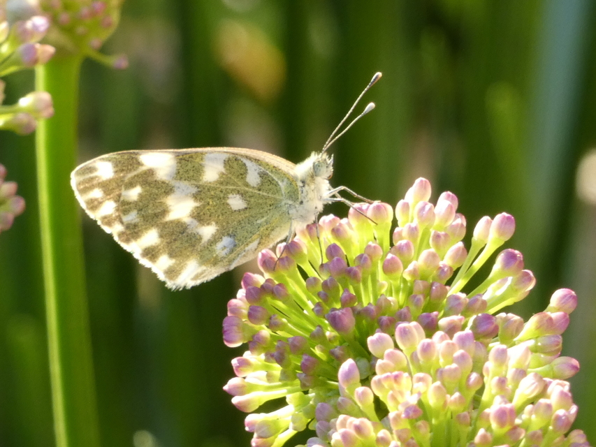 Pontia edusa - rezedalepke