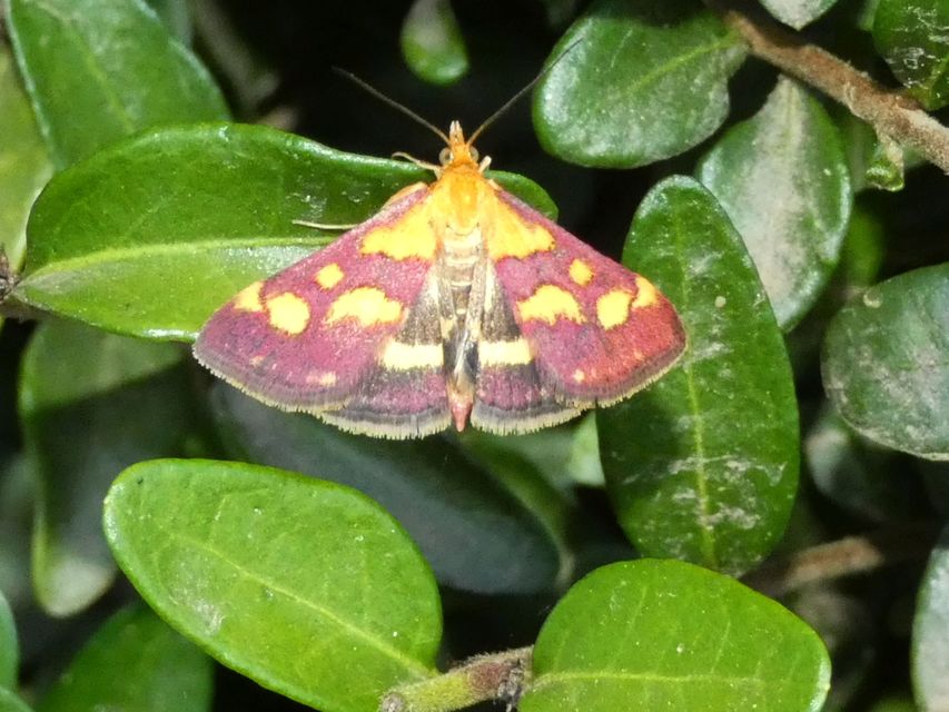 Pyrausta purpuralis - közönséges bíbormoly