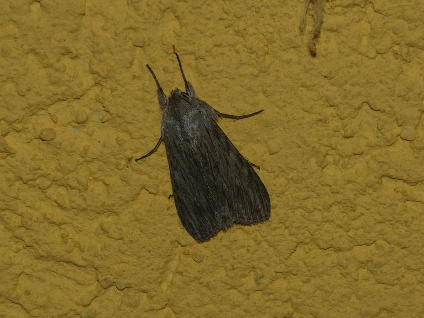 Cucullia lactucae - saláta-csuklyásbagoly