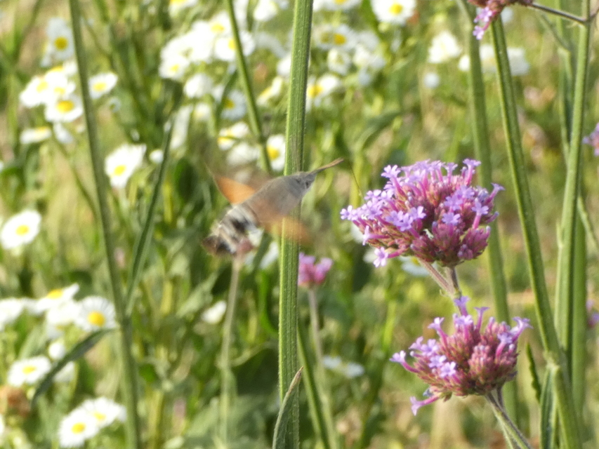 Macroglossum stellatarum - kacsafarkú szender
