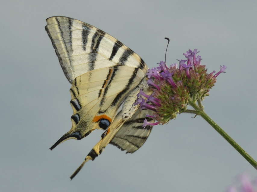 Iphiclides podalirius - kardoslepke