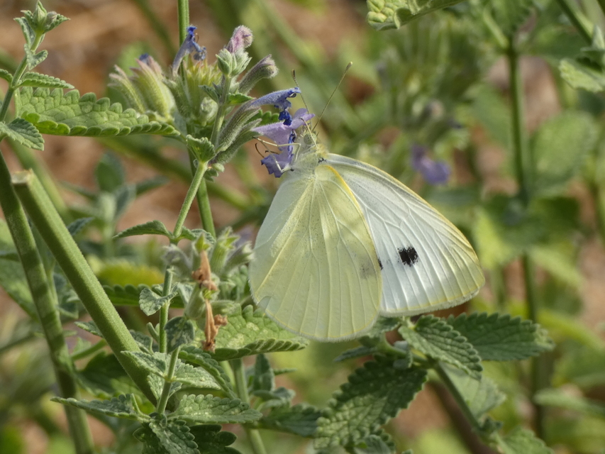 Pieris rapae - répalepke