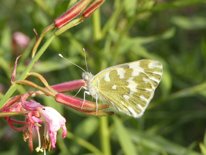 Pontia edusa - rezedalepke