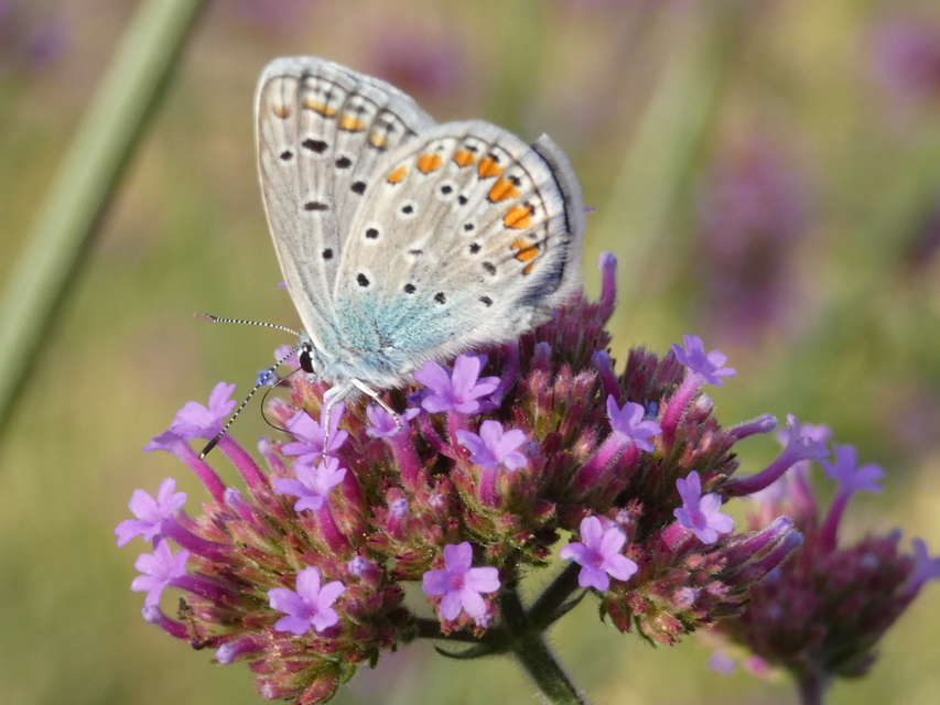 Polyommatus icarus - közönséges boglárka