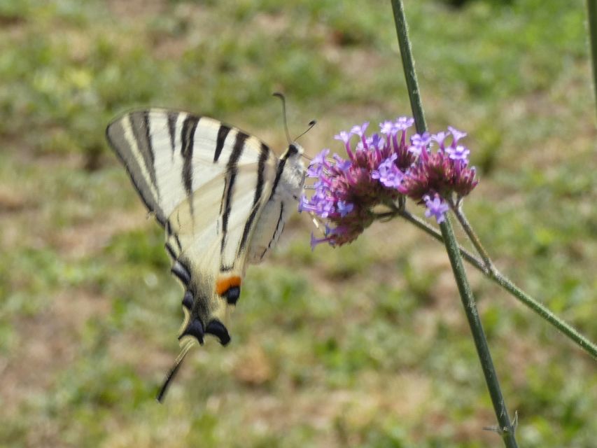 Iphiclides podalirius - kardoslepke