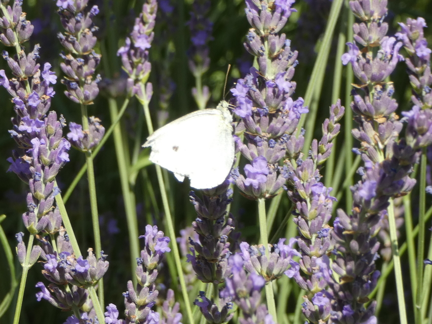 Pieris rapae - répalepke
