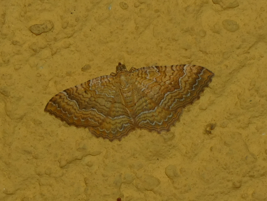 Camptogramma bilineata - kétvonalas sávosaraszoló