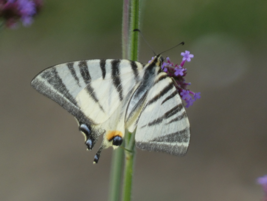 Iphiclides podalirius - kardoslepke