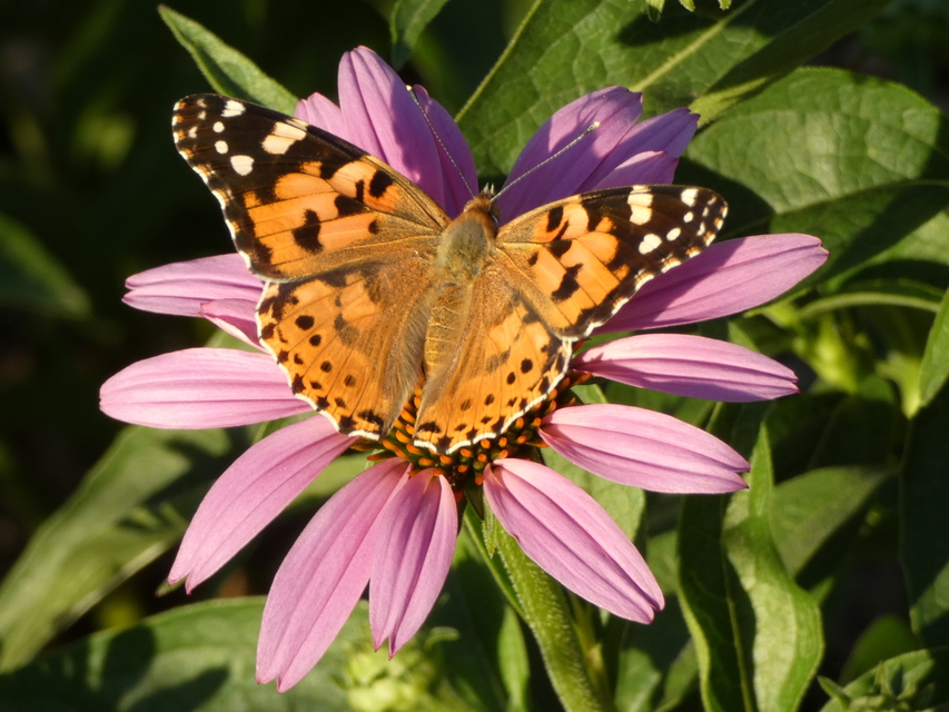 Vanessa cardui - bogáncslepke