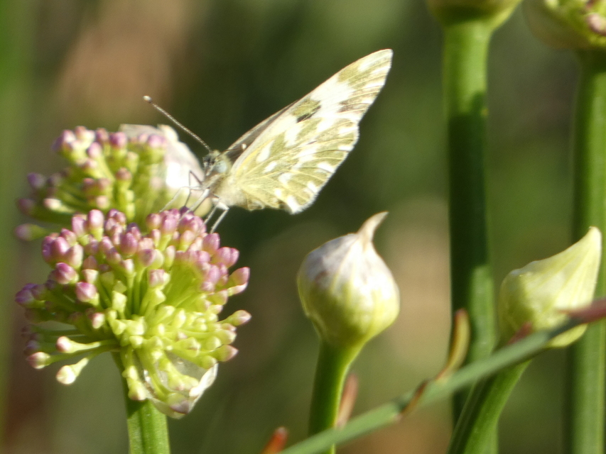 Pontia edusa - rezedalepke