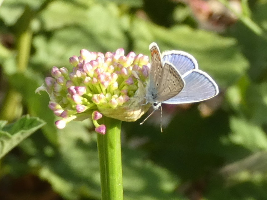 Polyommatus icarus - közönséges boglárka