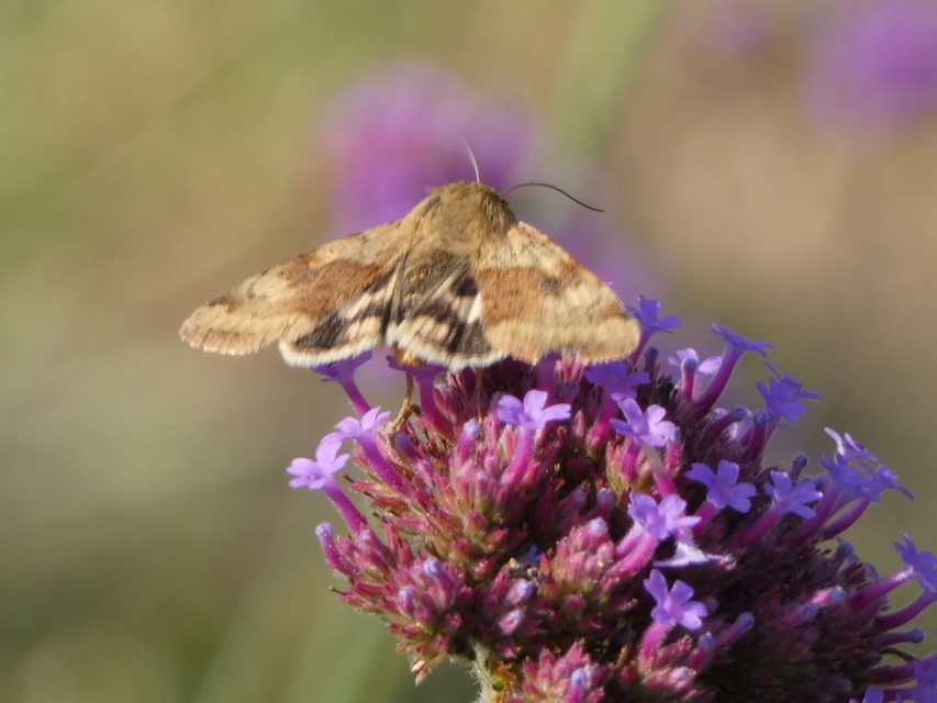 Heliothis viriplaca - mácsonyabagoly