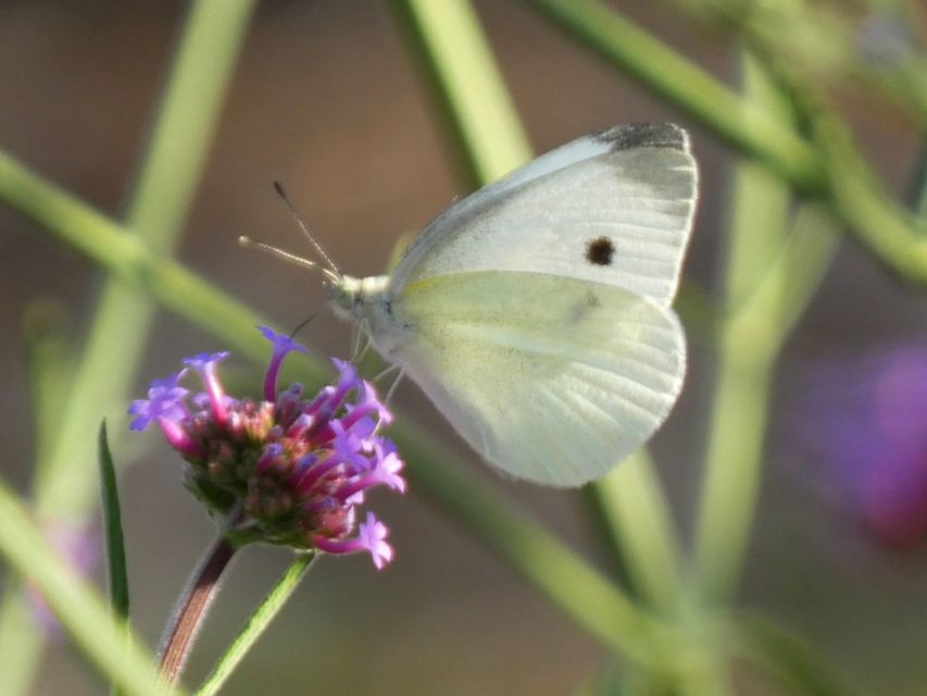 Pieris rapae - répalepke