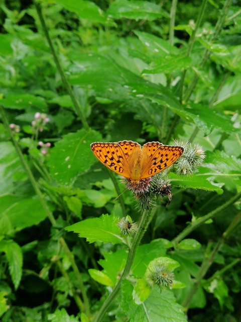 Argynnis adippe - ezüstös gyöngyházlepke