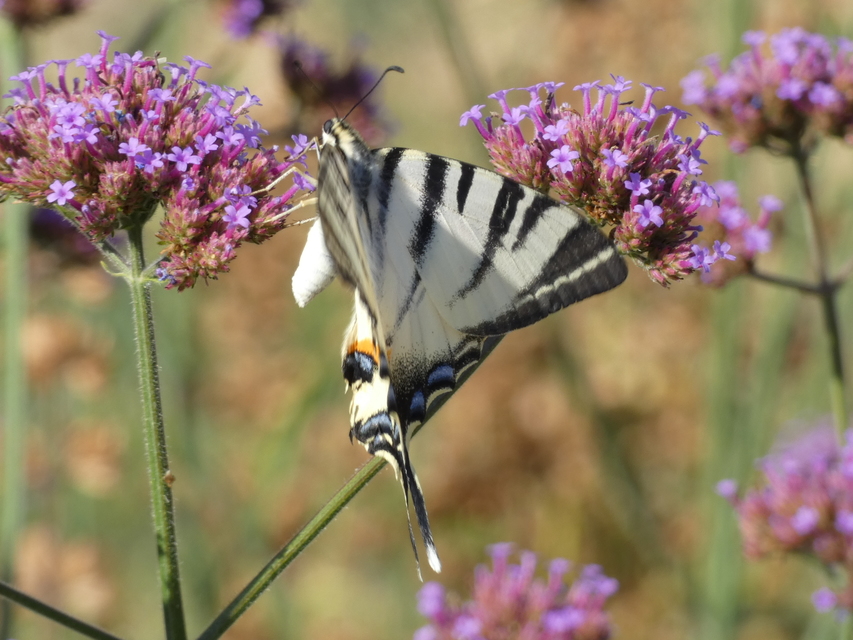 Iphiclides podalirius - kardoslepke