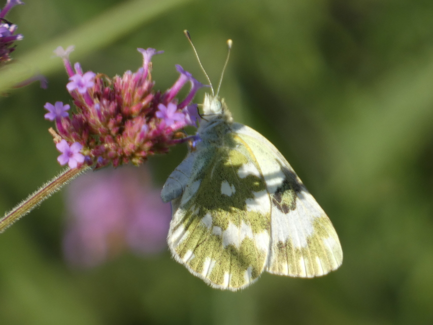 Pontia edusa - rezedalepke