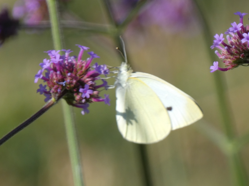 Pieris rapae - répalepke