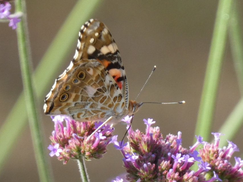 Vanessa cardui - bogáncslepke