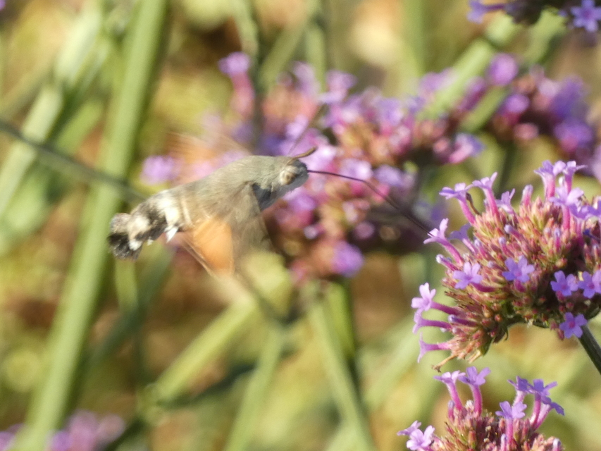 Macroglossum stellatarum - kacsafarkú szender