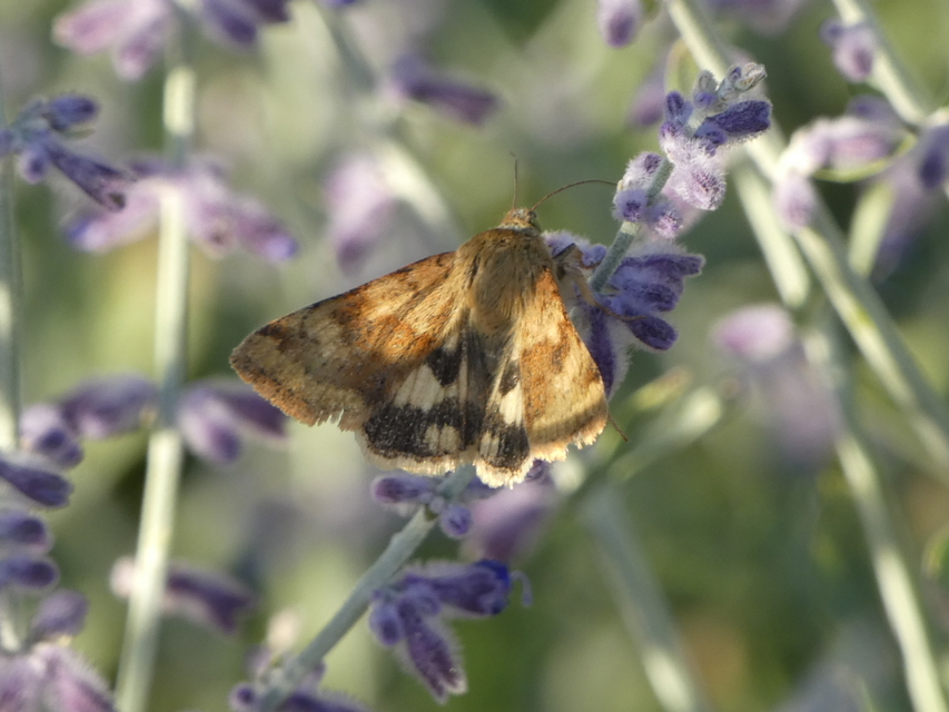 Heliothis viriplaca - mácsonyabagoly