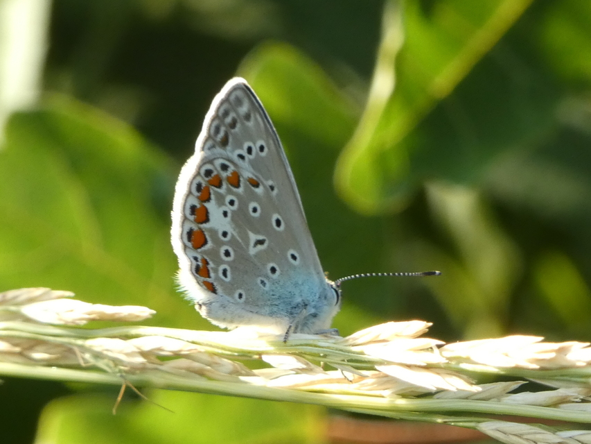 Polyommatus icarus - közönséges boglárka