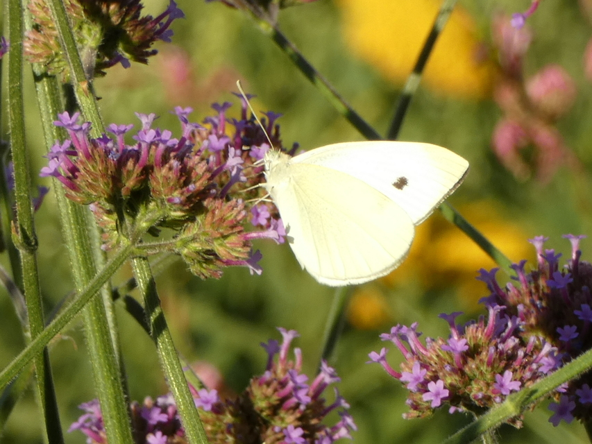 Pieris rapae - répalepke