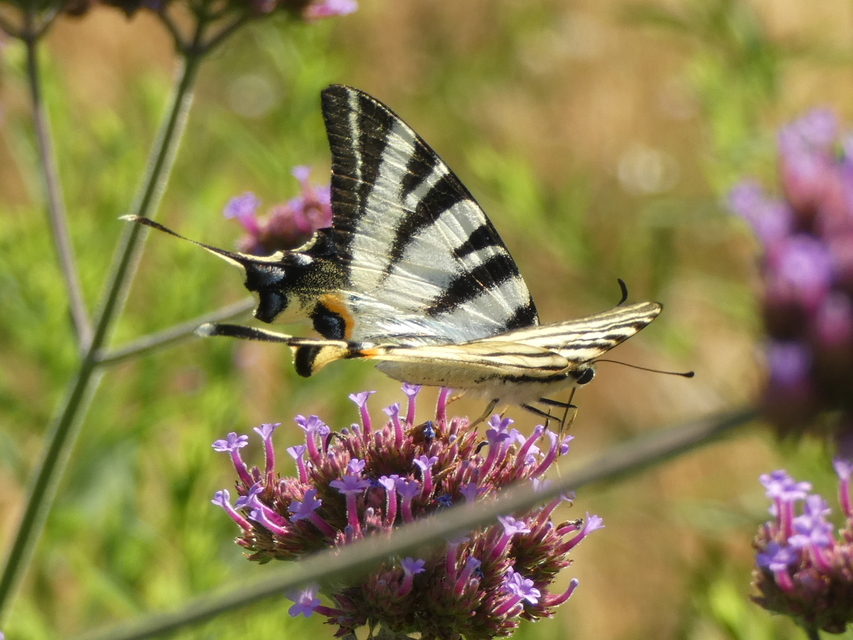 Iphiclides podalirius - kardoslepke