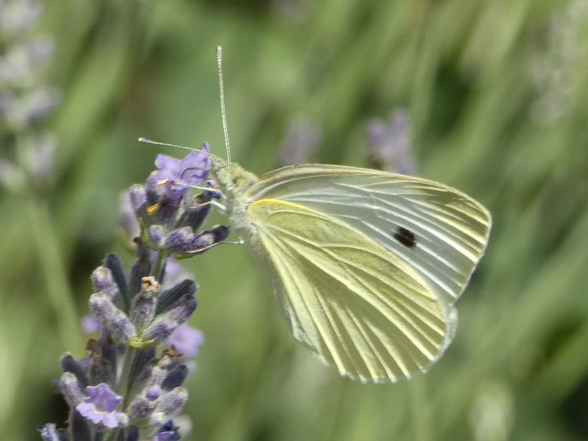 Pieris rapae - répalepke