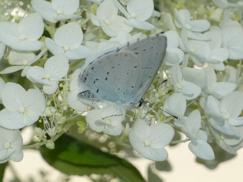 Celastrina argiolus - bengeboglárka