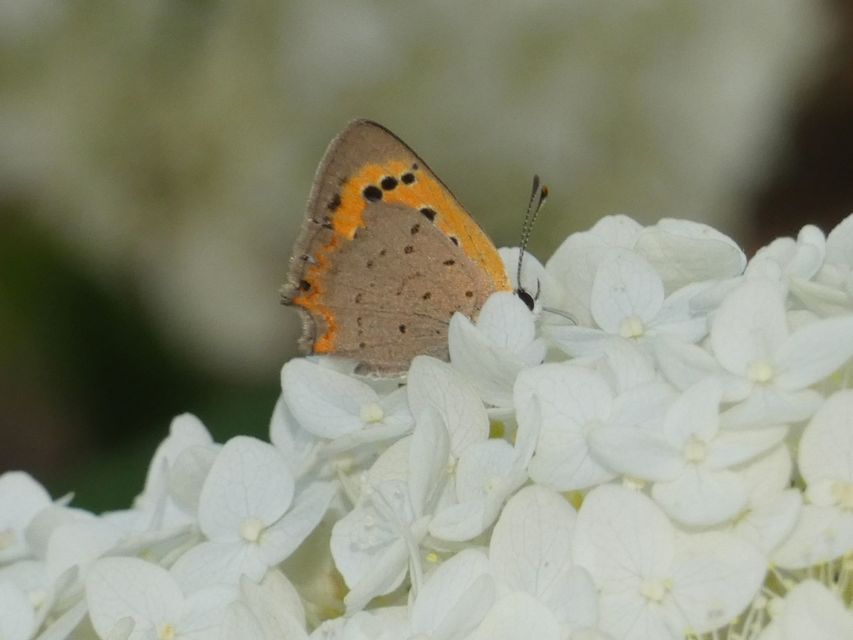 Lycaena phlaeas - közönséges tűzlepke