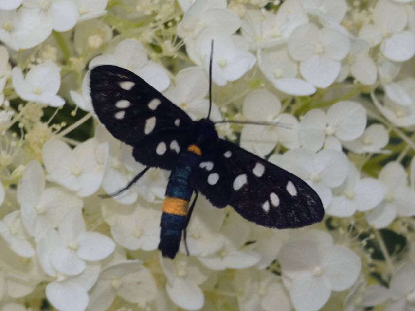 Amata phegea - fehérpettyes álcsüngőlepke