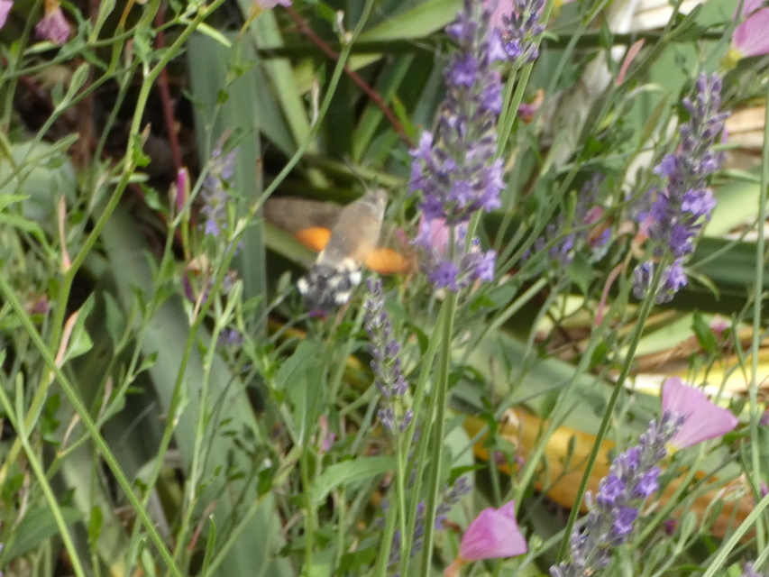 Macroglossum stellatarum - kacsafarkú szender