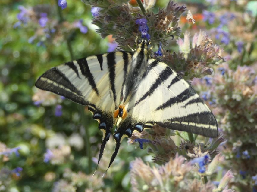 Iphiclides podalirius - kardoslepke