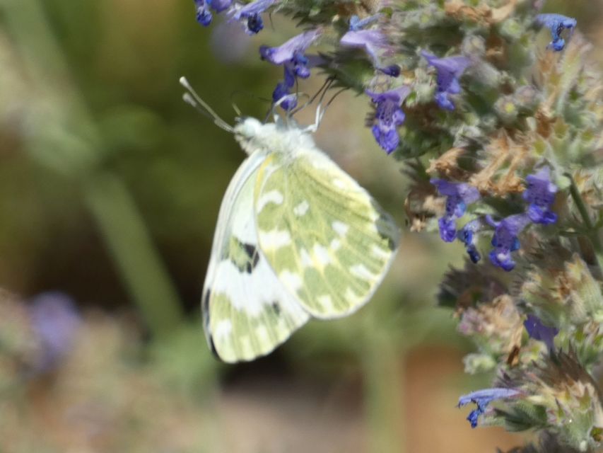 Pontia edusa - rezedalepke