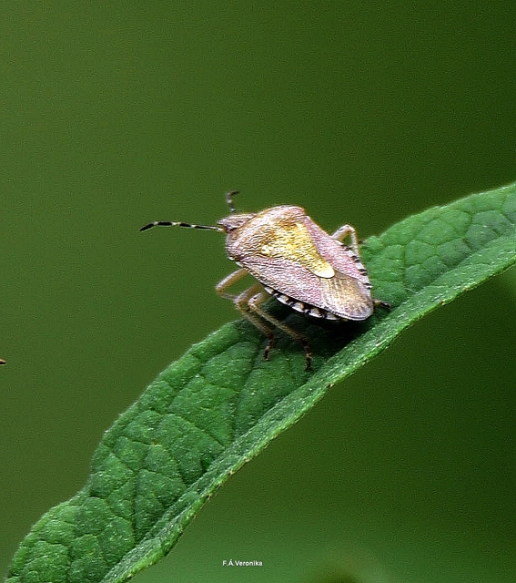 Dolycoris baccarum - közönséges bogyómászó-poloska