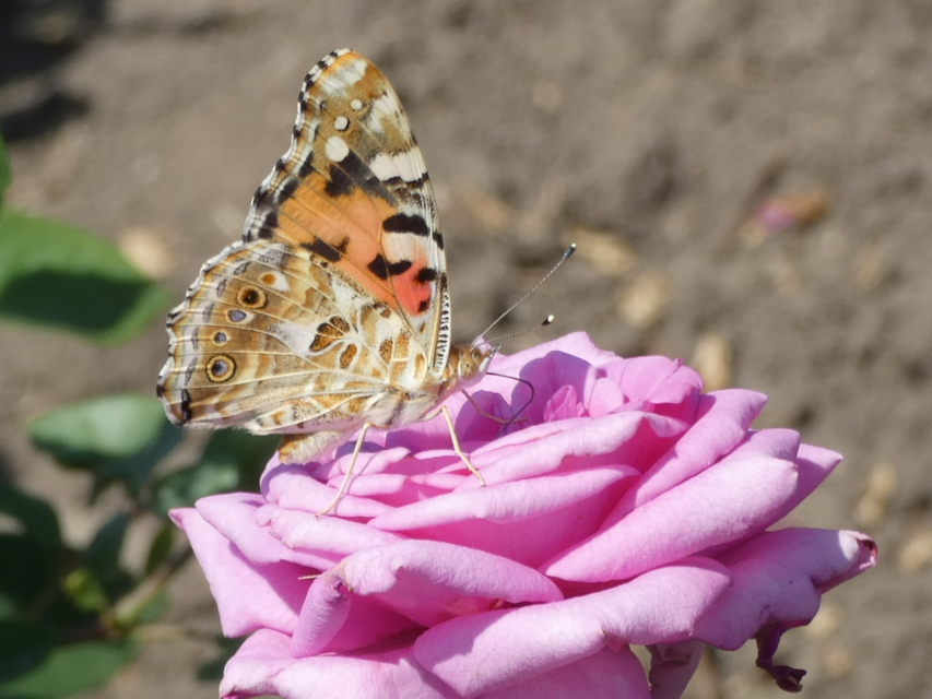 Vanessa cardui - bogáncslepke