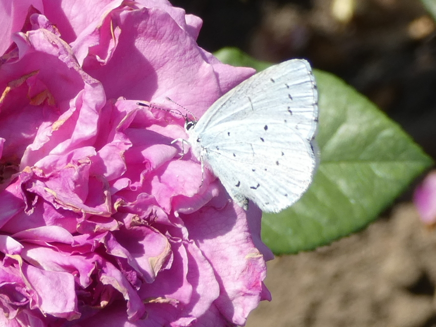 Celastrina argiolus - bengeboglárka