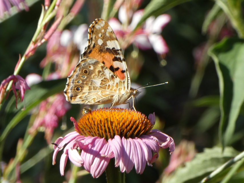 Vanessa cardui - bogáncslepke
