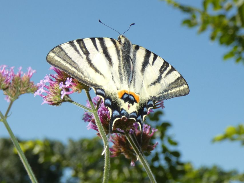 Iphiclides podalirius - kardoslepke