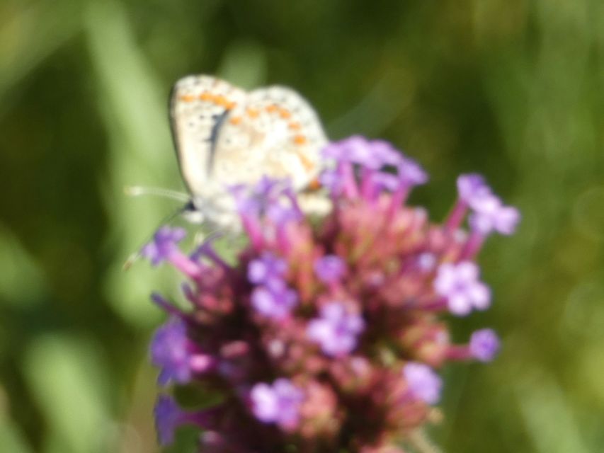 Aricia agestis - szerecsenboglárka