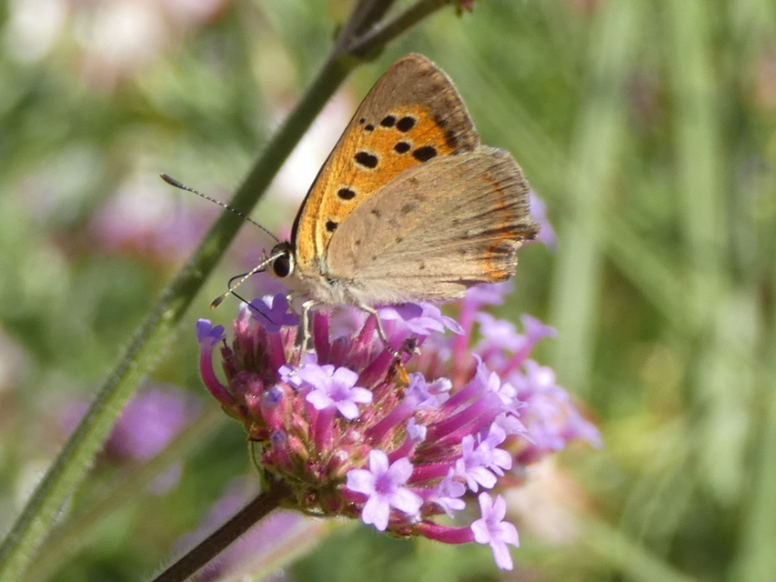 Lycaena phlaeas - közönséges tűzlepke