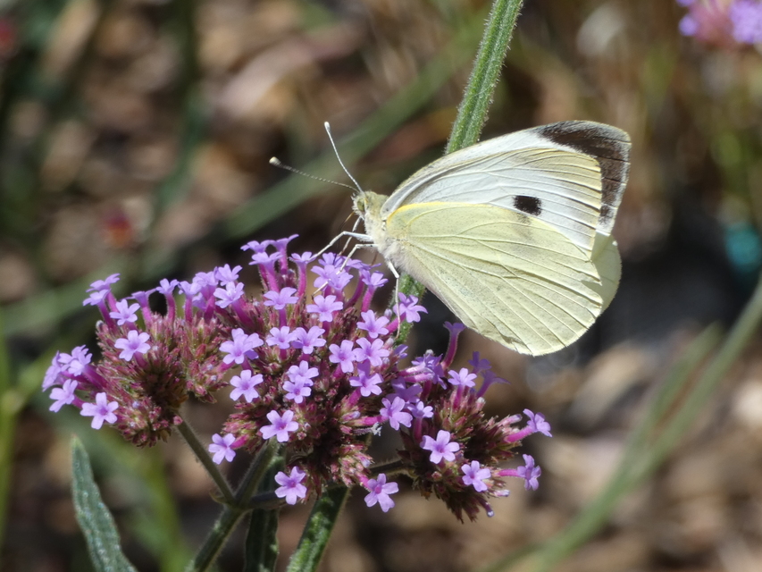 Pieris brassicae - káposztalepke