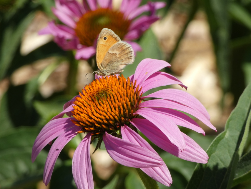 Coenonympha pamphilus - kis szénalepke