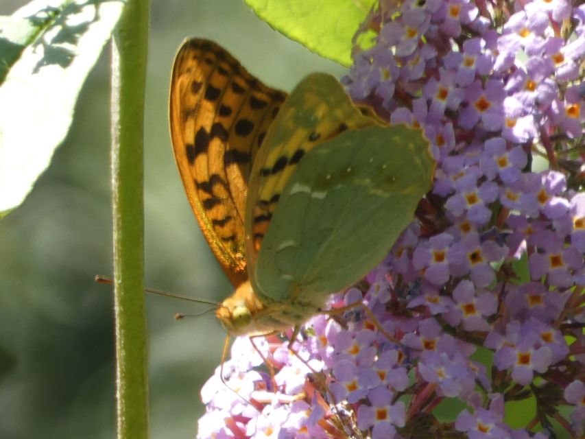 Argynnis pandora - zöldes gyöngyházlepke