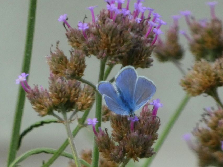 Polyommatus icarus - közönséges boglárka