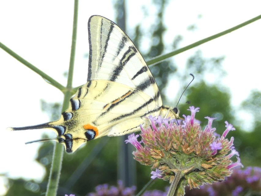 Iphiclides podalirius - kardoslepke