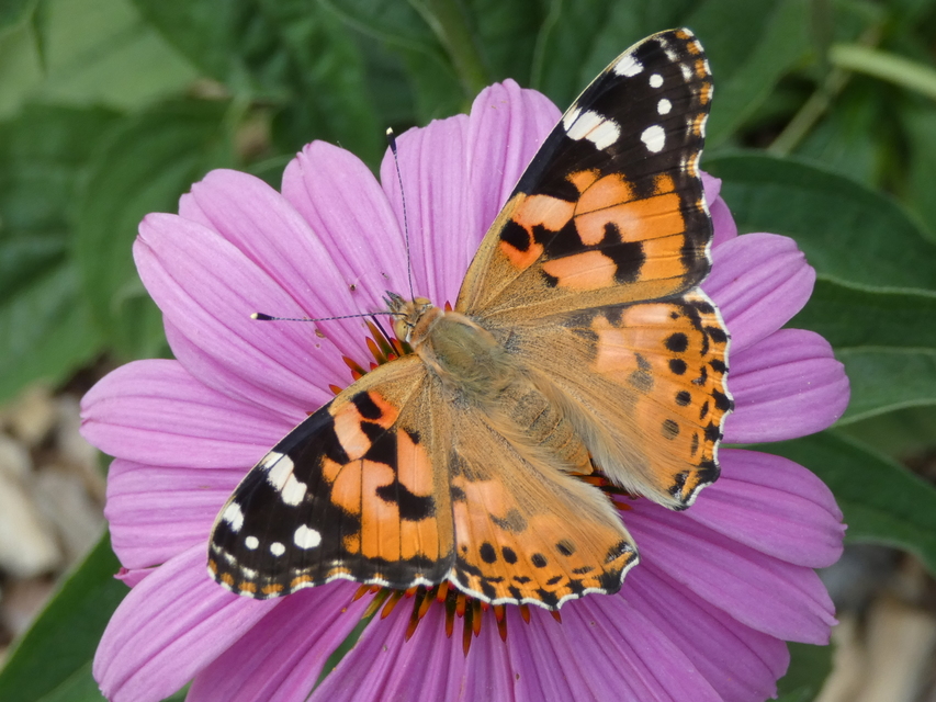 Vanessa cardui - bogáncslepke