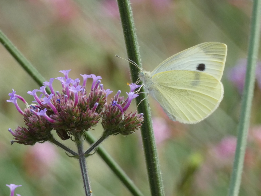 Pieris rapae - répalepke
